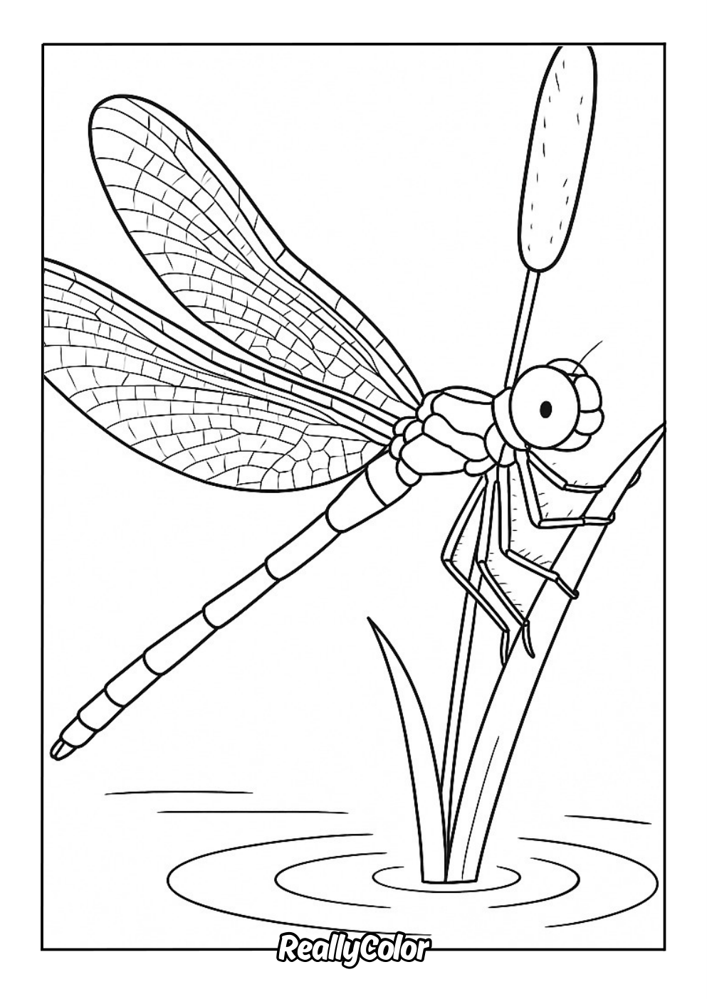 Detailed coloring page of a dragonfly for adults