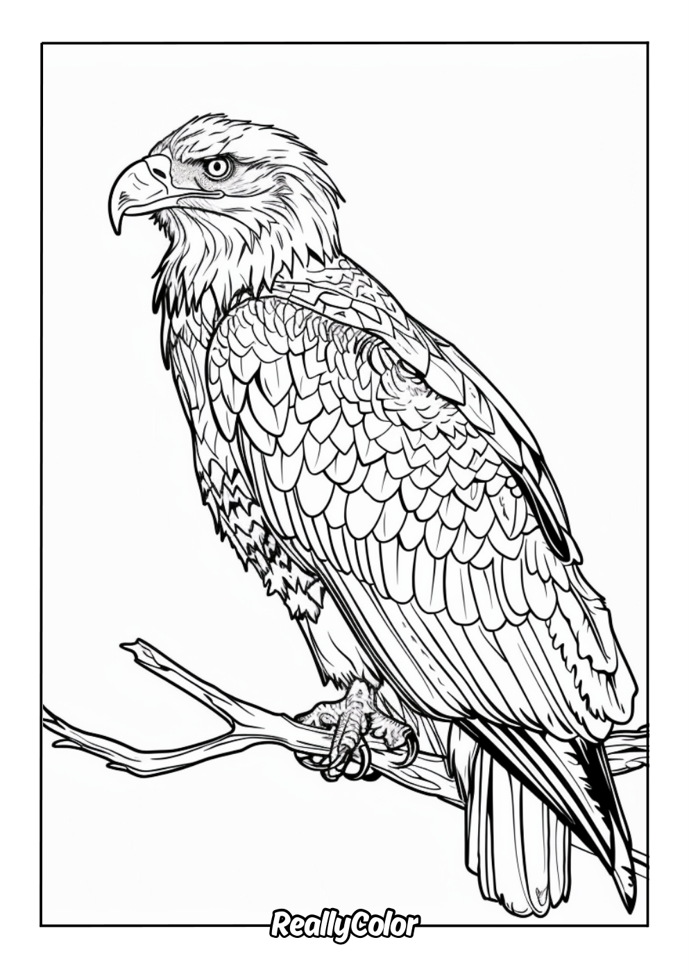 Detailed realistic eagle coloring page