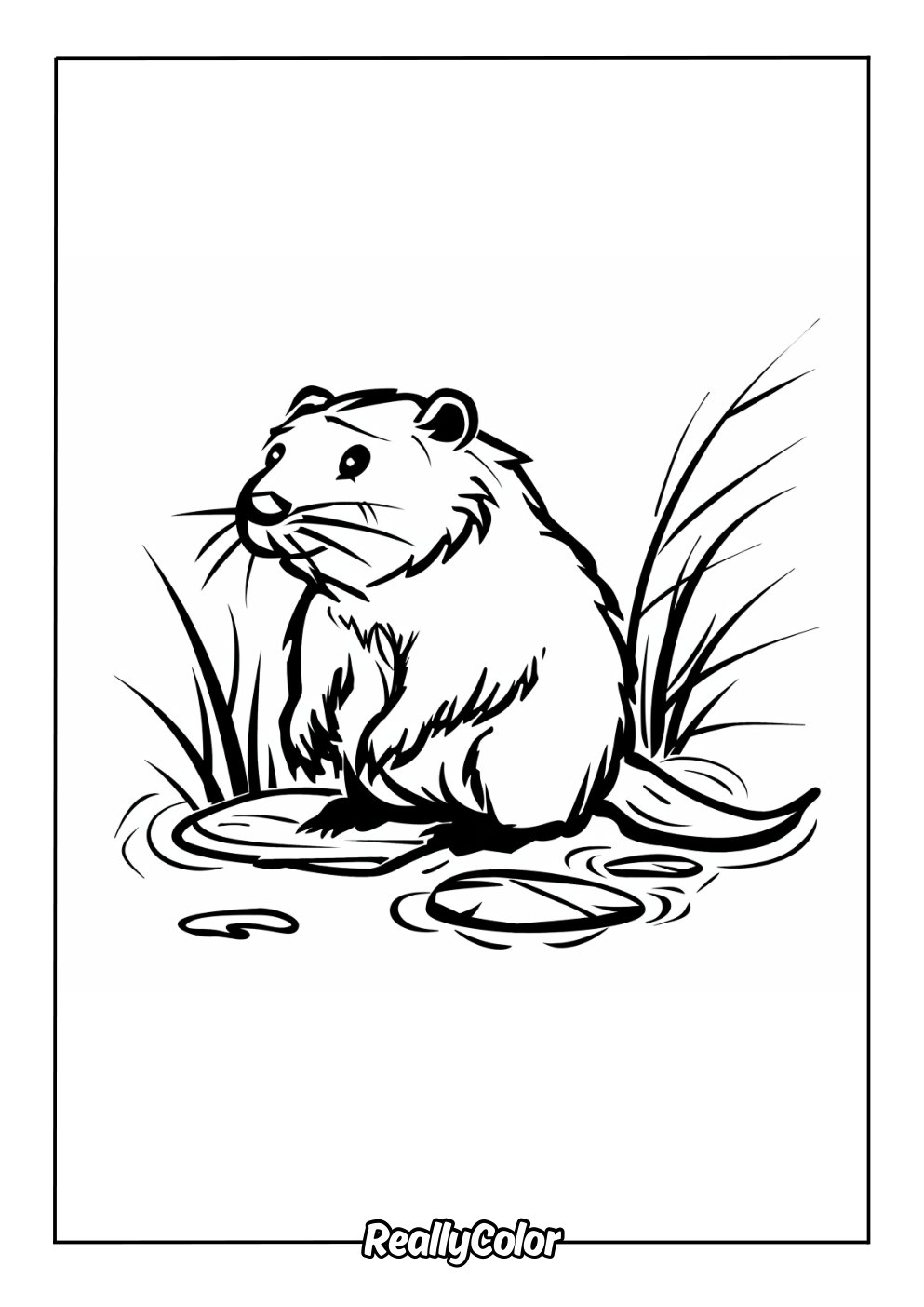 Easy beaver color page