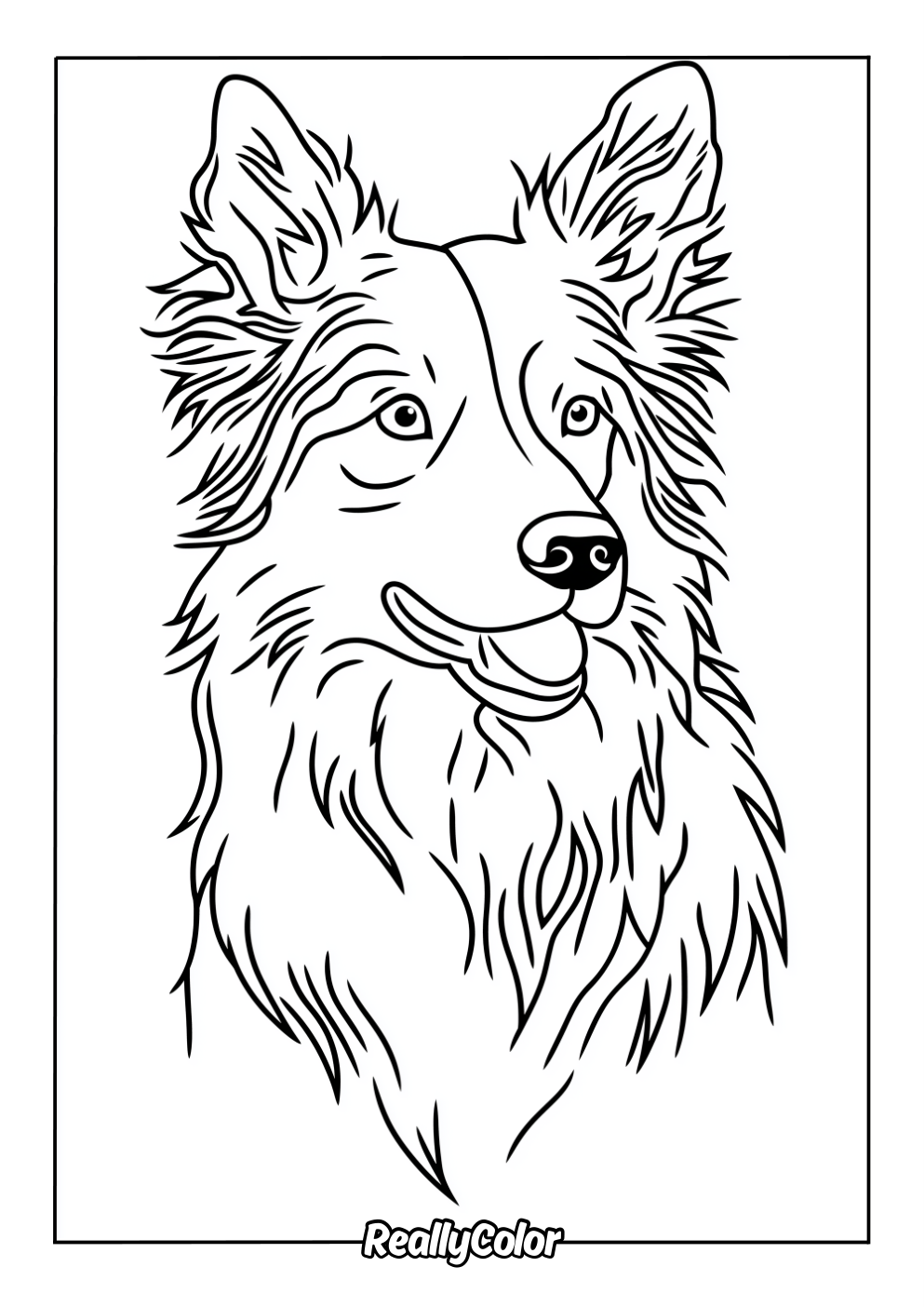 Easy border collie coloring page for kids