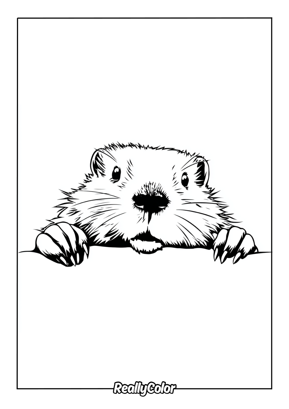 Real beaver to color