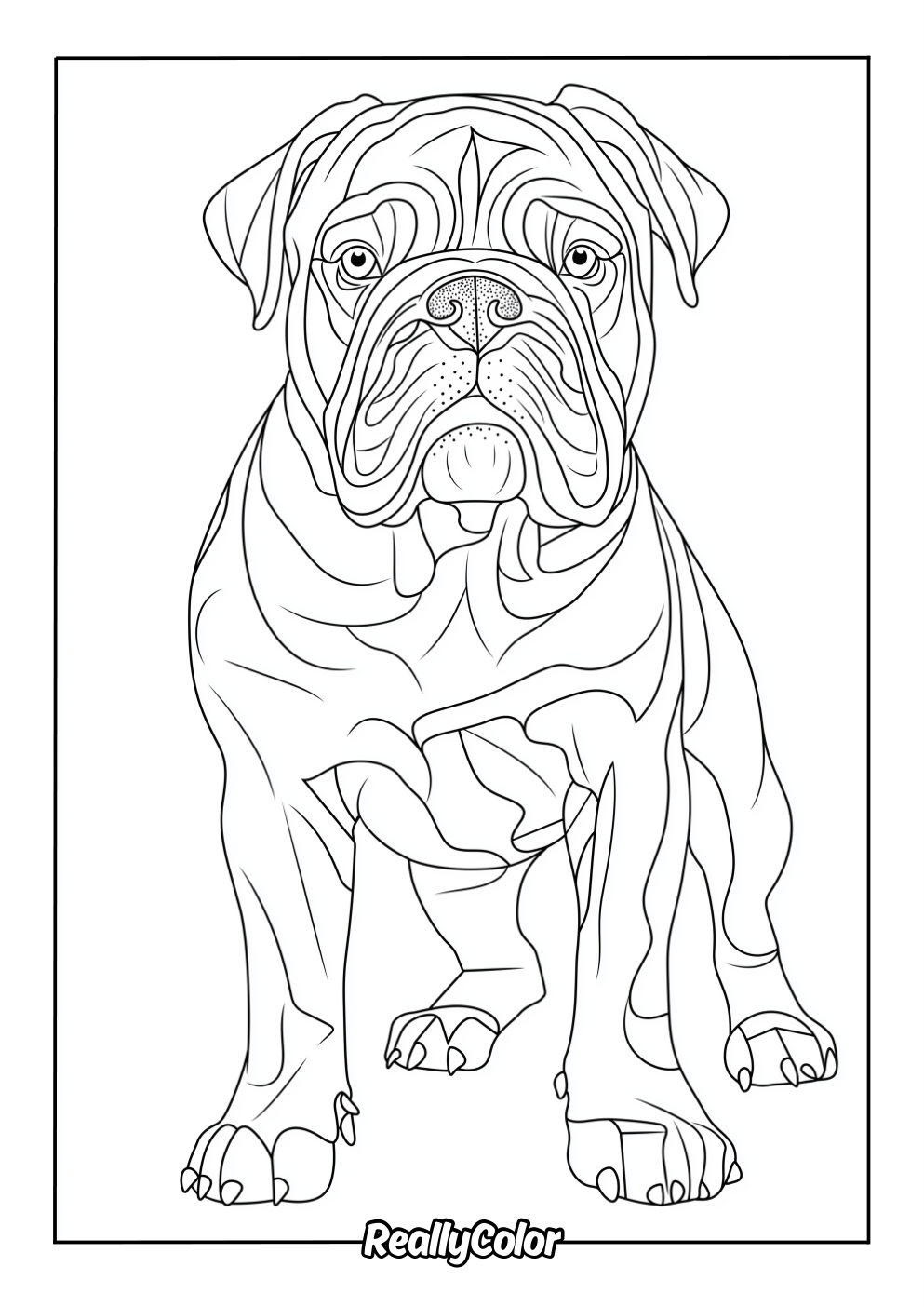 Real bulldog coloring page for adults