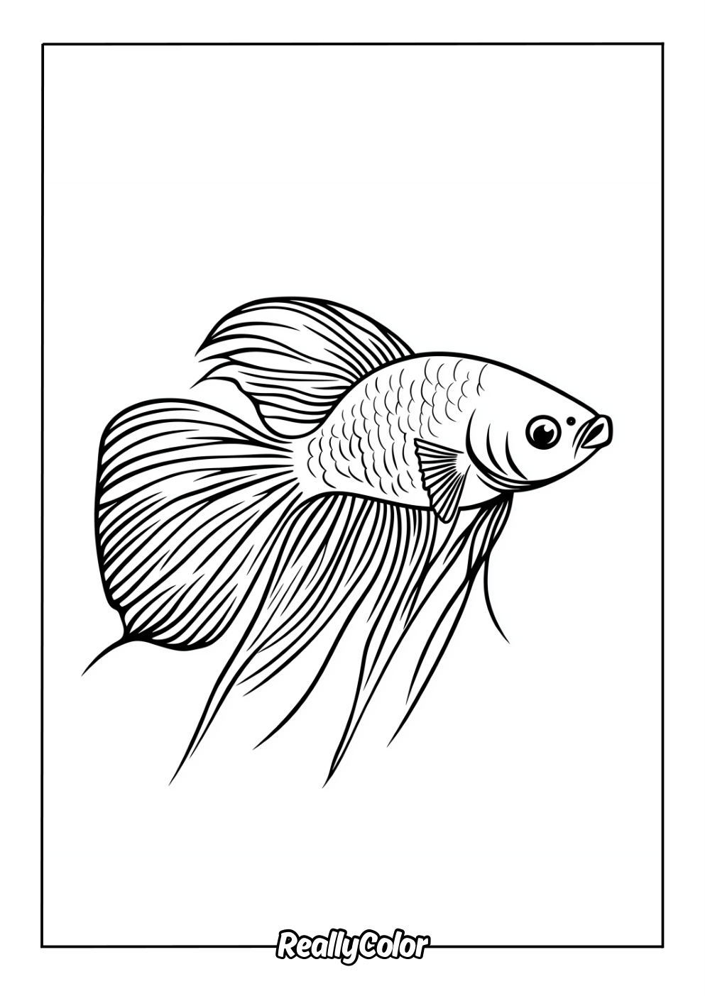 Realistic betta fish coloring page