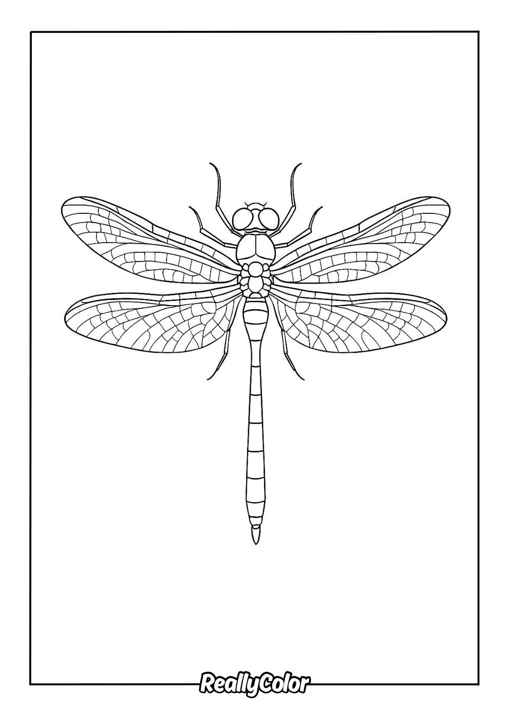Realistic dragonfly coloring page for adults